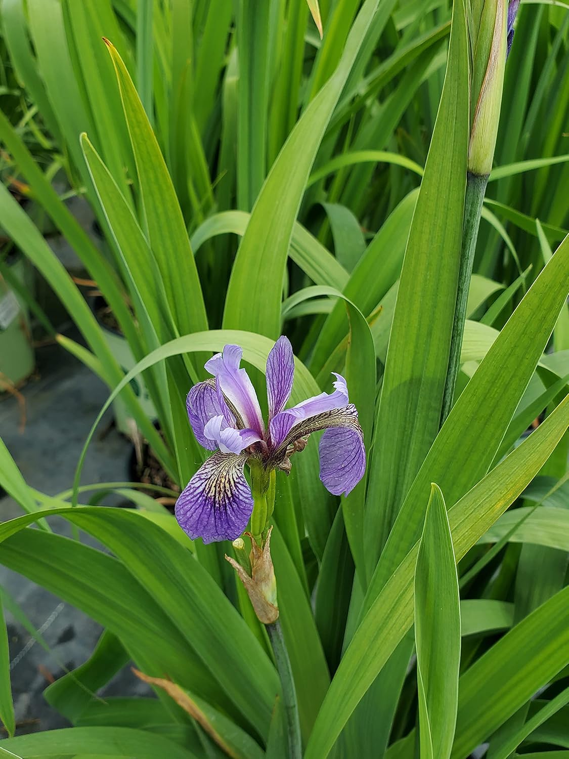 Iris versicolor (Northern Blue Flag Iris) Perennial, blue flowers, 1 - Size Container