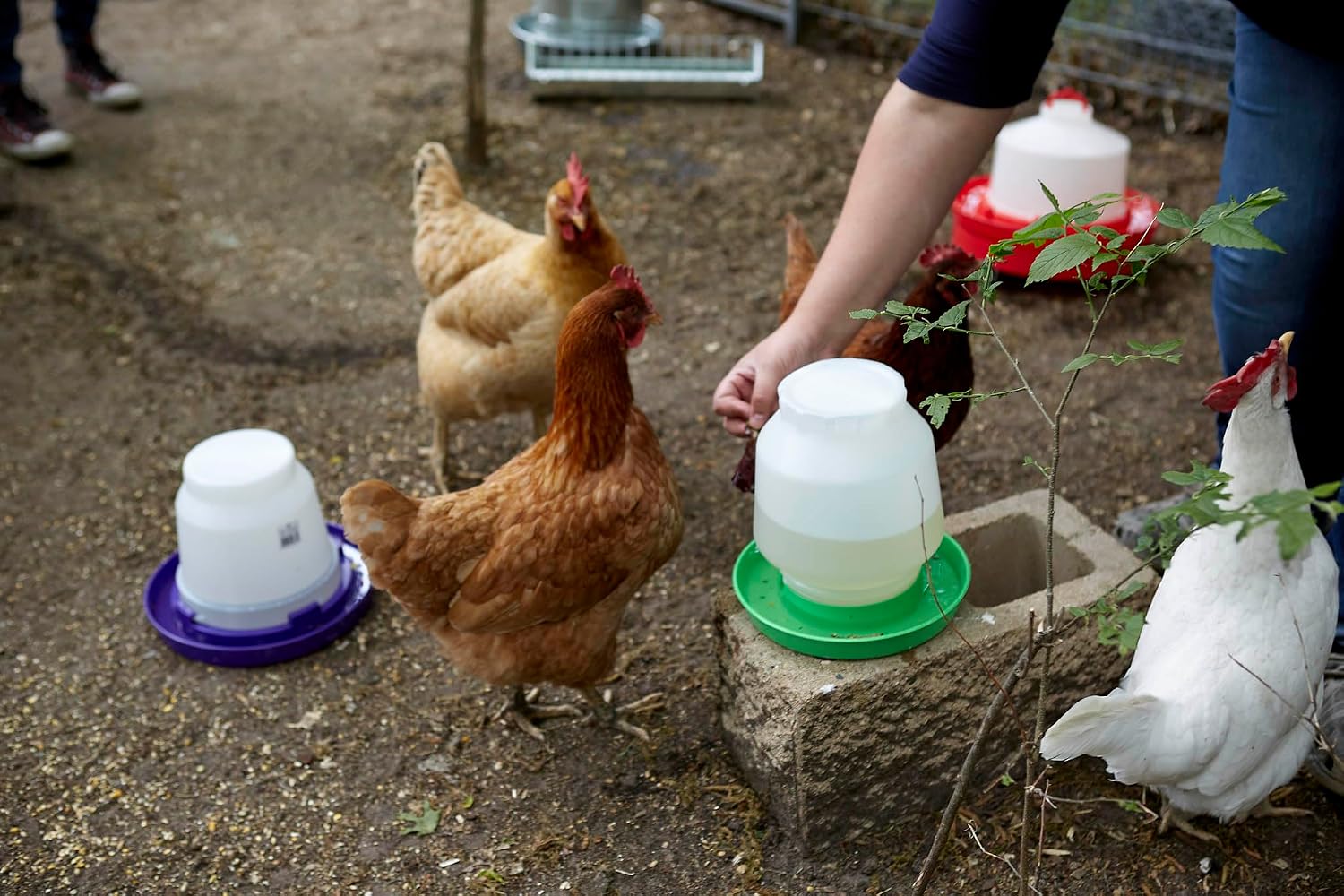 Little Giant® Complete Plastic Poultry Fount | Heavy Duty Plastic Gravity Fed Water Container Jar | Waterer for Chickens, Turkeys, Ducks & More | Made in USA | 1 Gallon | Red