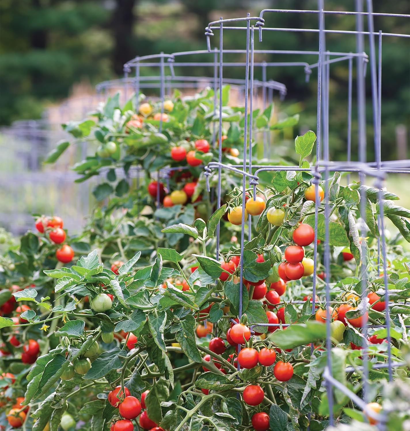Burpee Medium Heavy Gauge Tomato Cage | 3 Cages for Plant Support in Garden | 14" x 14" x 48" | Made in The USA| Grow Healthier