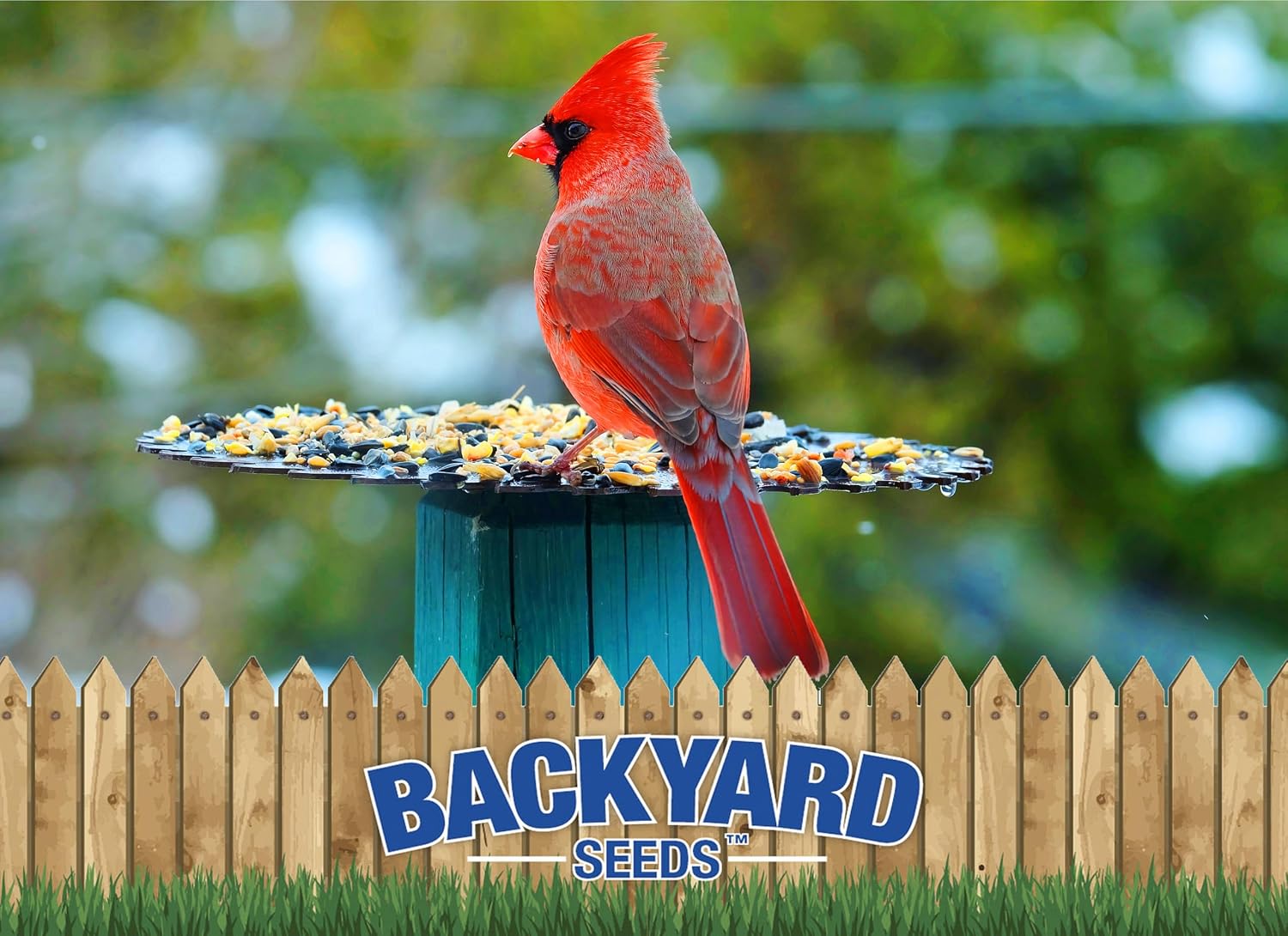 Backyard Seeds Woodpecker No-Waste Bird Seed Mix 5lbs - Premium Shelled Peanuts & Sunflower Chips, Small Bag of Wild Bird Food