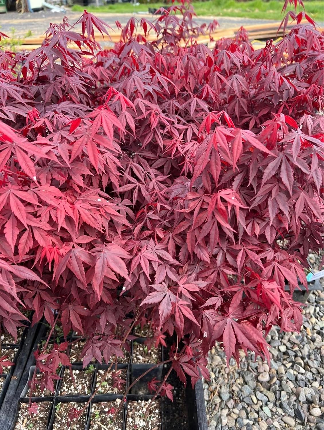 Bloodgood Red Japanese Maple Tree - 2 Year Live Plant - Acer palmatum 'Bloodgood' by - Japanese Maples and Evergreens