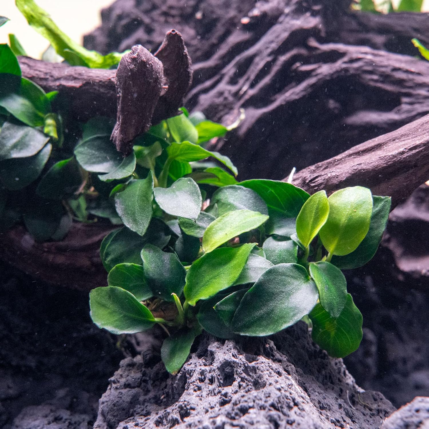 Anubias Nana Live Aquarium Plants - Potted Freshwater Plant for Fish Tanks, Terrariums - Beginner Friendly Low Light (1 Pot)