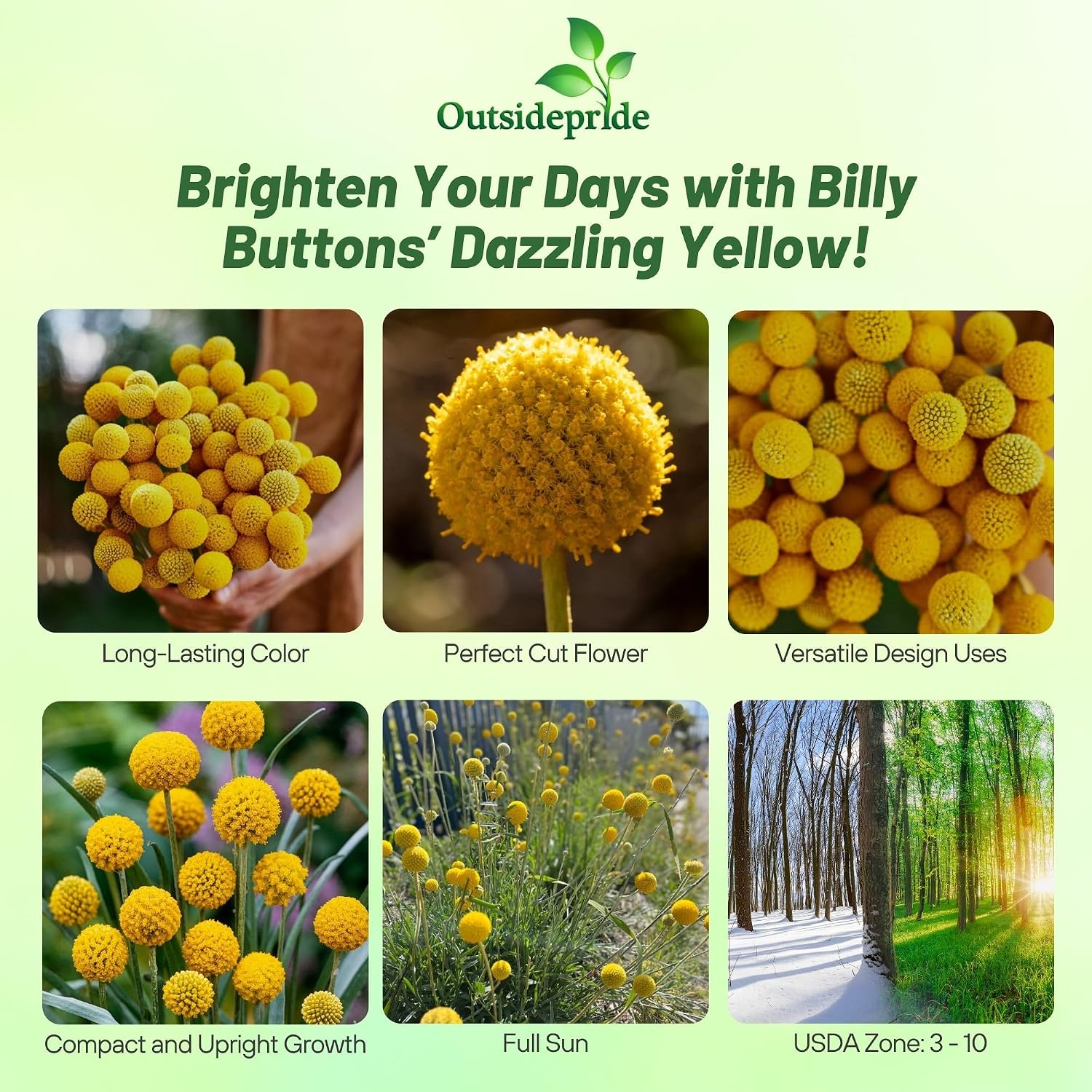 Outsidepride Billy Button Craspedia Globosa Seeds - 1000 Pcs Perennial, Hardy & Drought Tolerant, Flower Seeds for Planting w/Yellow Spherical Blooms, Ideal for Cut Flower & Pollinator Gardens