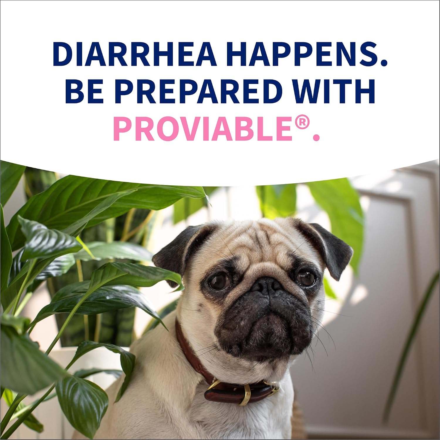 Nutramax Proviable Probiotics + Prebiotics for Dogs, Diarrhea Support Kit