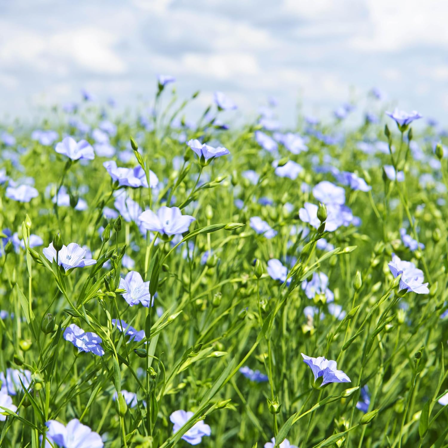 Outsidepride Blue Flax Seeds - 5000 Pcs Perennial Flower Seeds for Planting, Self-Seeding, Drought-Tolerant w/Compact Growth, Ideal for Small Gardens, Meadows, Borders, or Mass Plantings