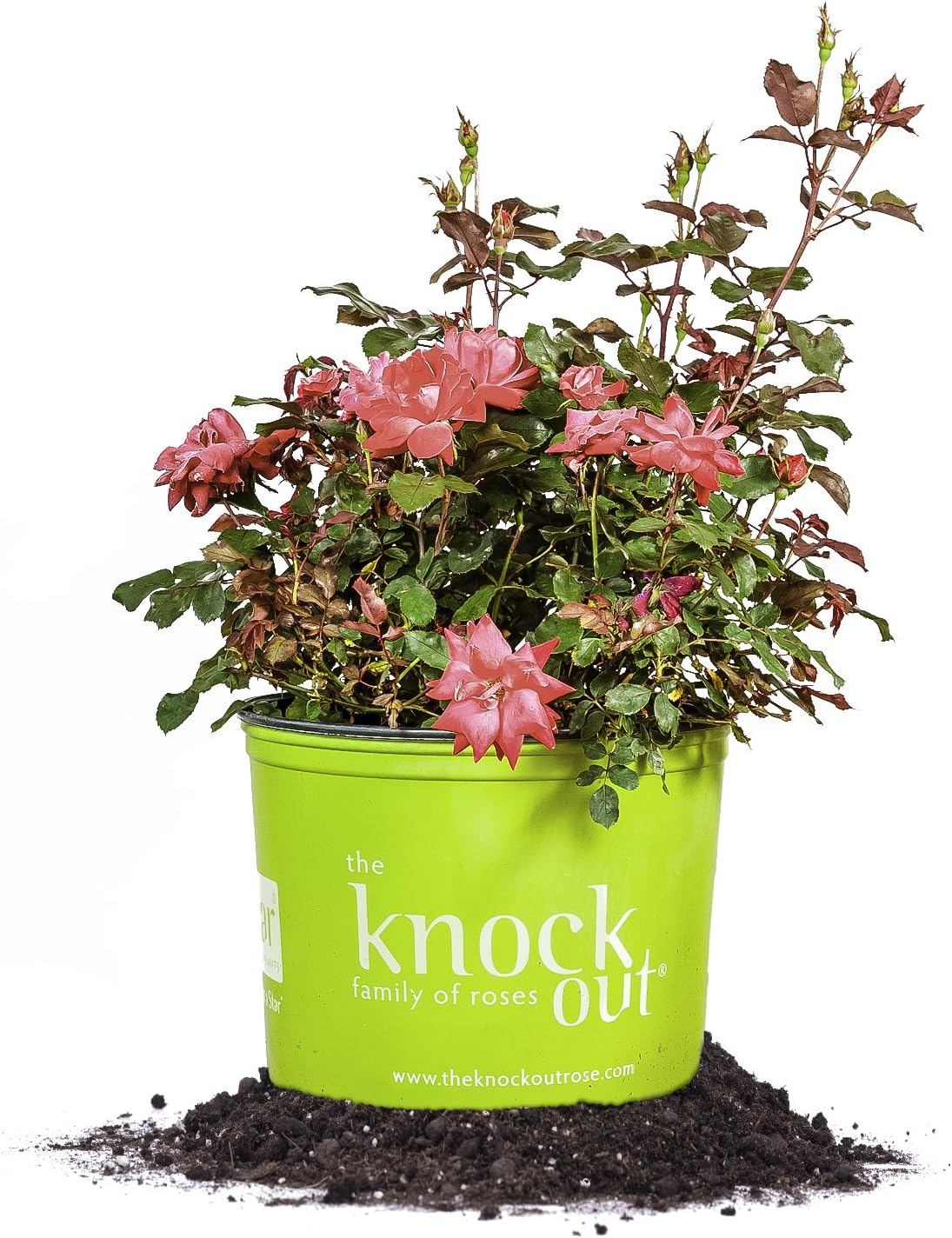 Perfect Plants Double Red Knock Out Rose, 3 Gallon, Live Plant | Vibrant blooms spring through summer, zones 5-10, low maintenance and easy to grow