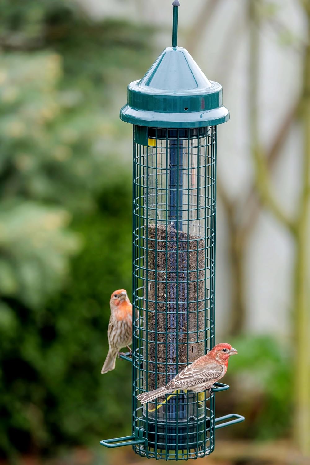 Squirrel Buster® Nyjer® – Squirrel-Proof Nyjer®/Thistle 2.4-pound Seed Capacity Feeder w/8 Feeding Ports & 4 Perches, Easy Fill & Clean