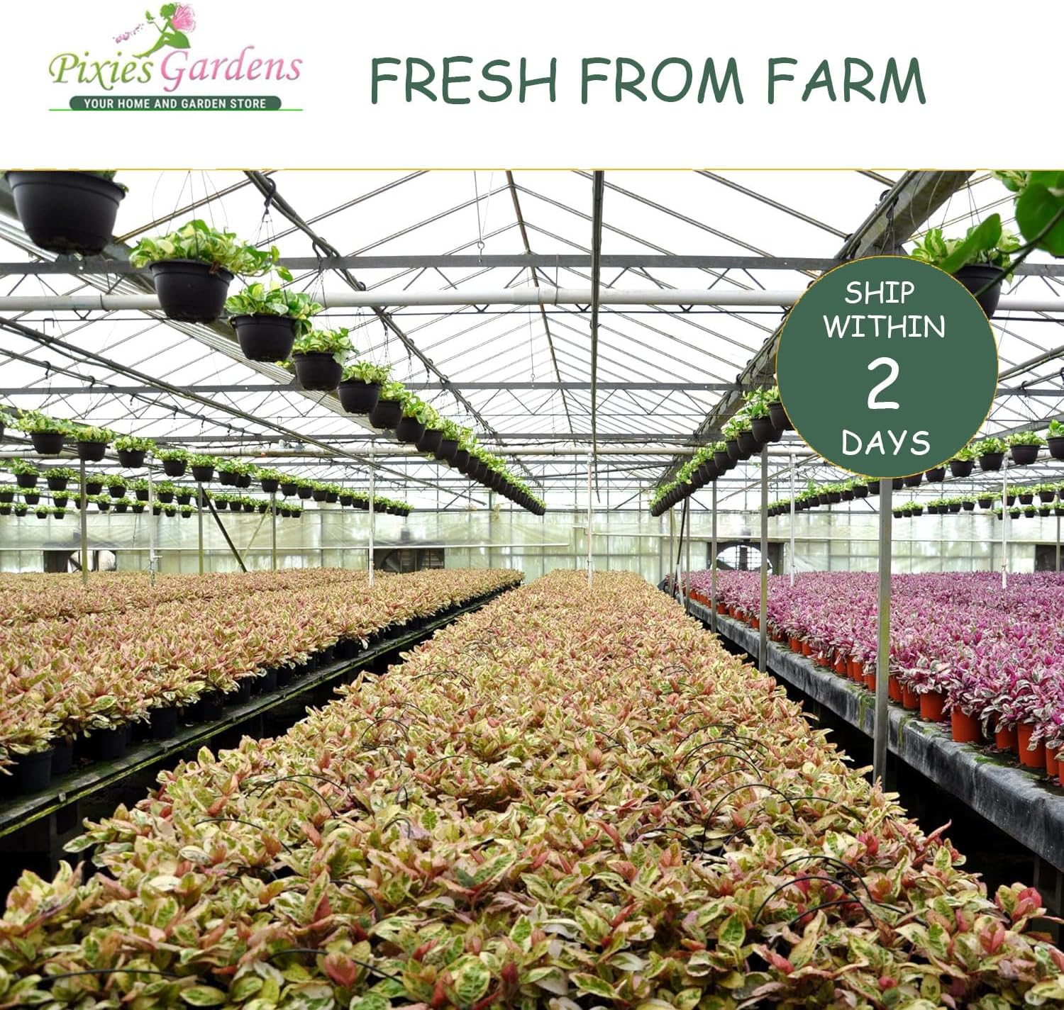 (3 Gallon) NANDINA Firepower - Dwarf Evergreen That Has an Upright Crown Appearance. Very Colorful Lime Green Foliage Tinged with Orange and Red in