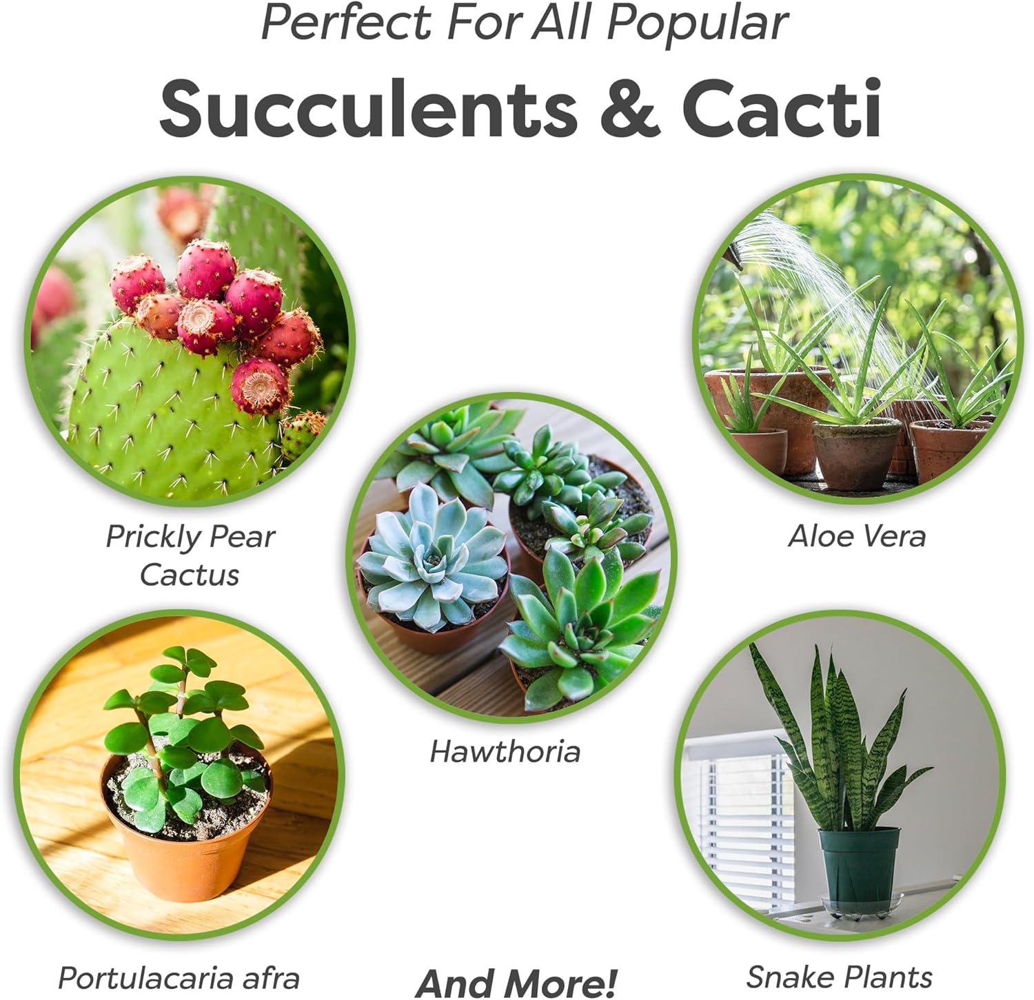 Perfect Plants Succulent & Cactus Soil, 8 qt, Organic Potting Mix | Fast draining blend of peat moss, composted pine bark, perlite and lime for the dry roots cacti love, resealable bag