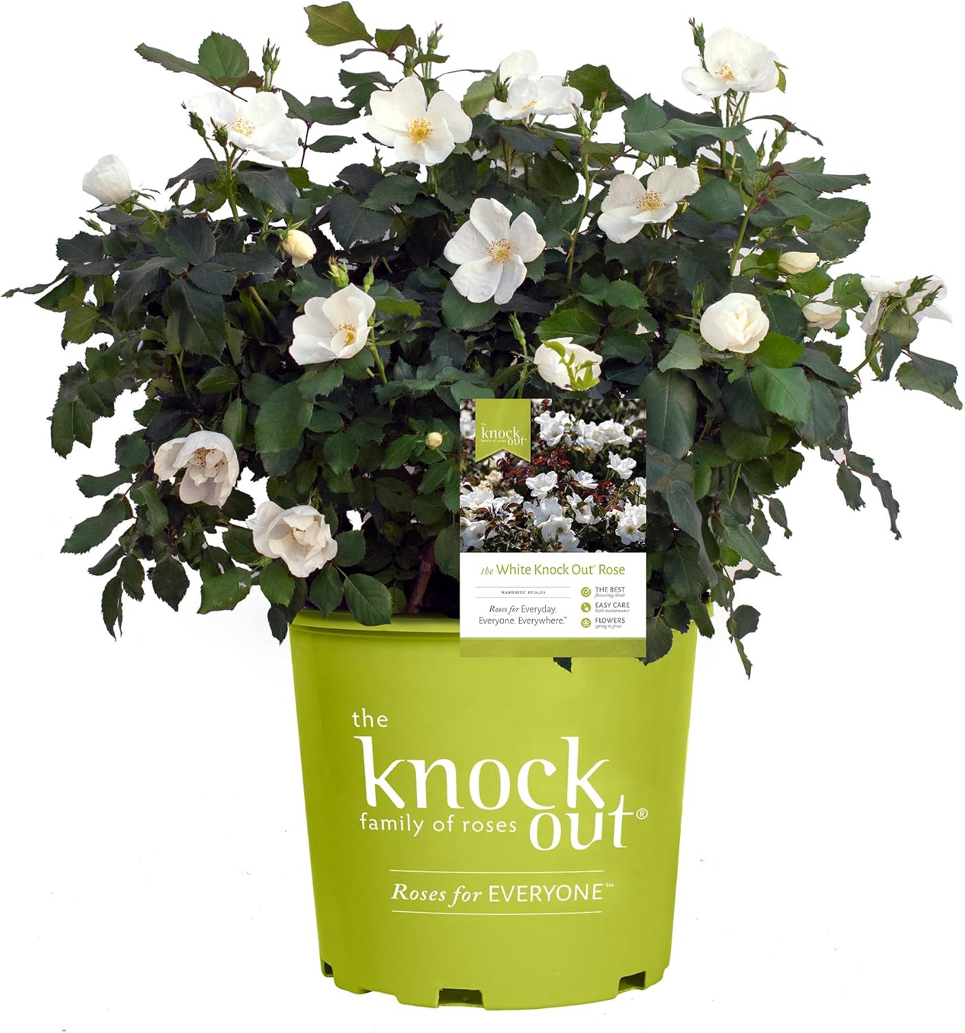 Knock Out 2 Gal. White Rose Shrub
