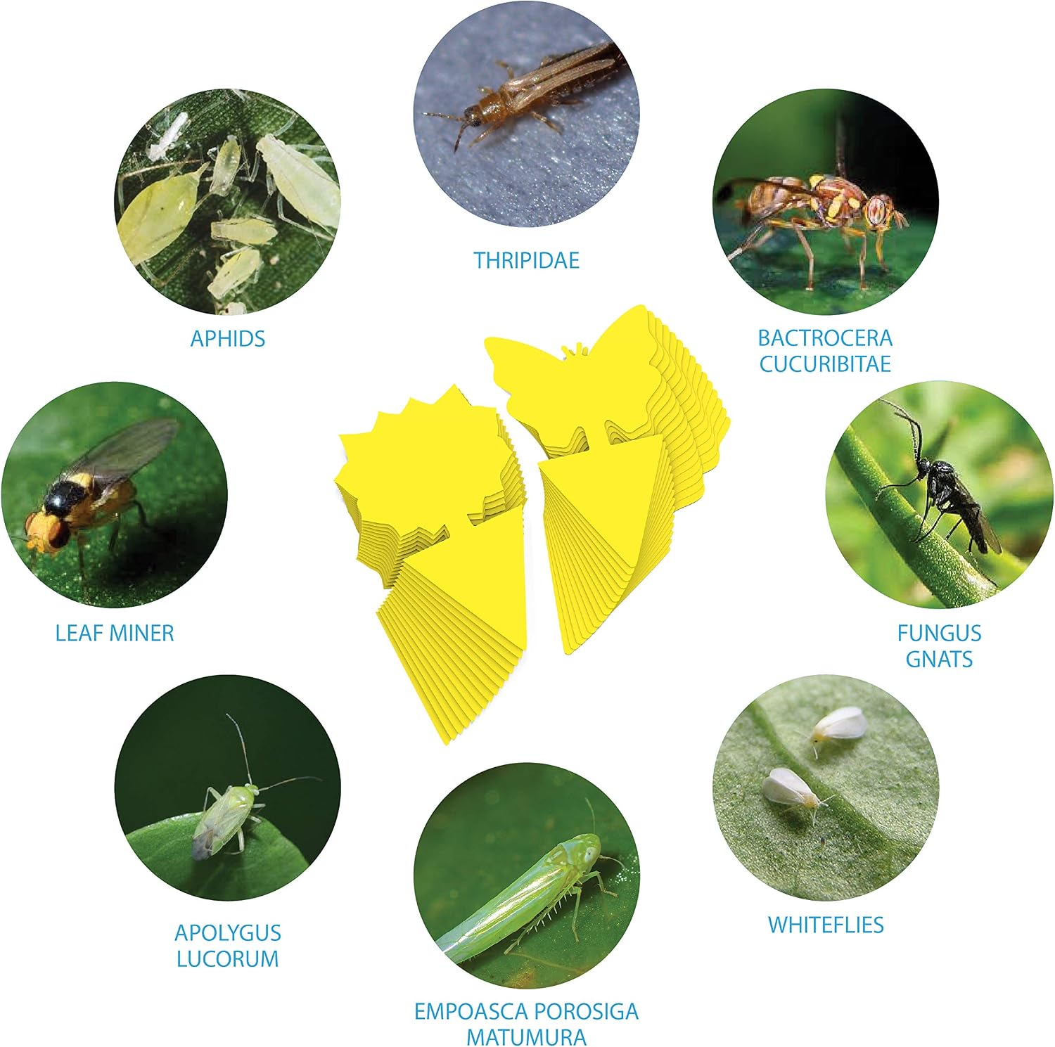Trap a Pest Indoor Plant Sticky Gnat Traps - Yellow - 15 Pack