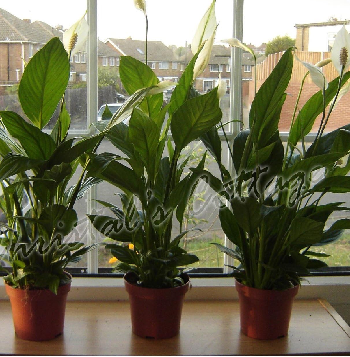1-Peace Lily Plant - Spathyphyllium - Great House Plant - 6" Pot Unique -from jmbamboo