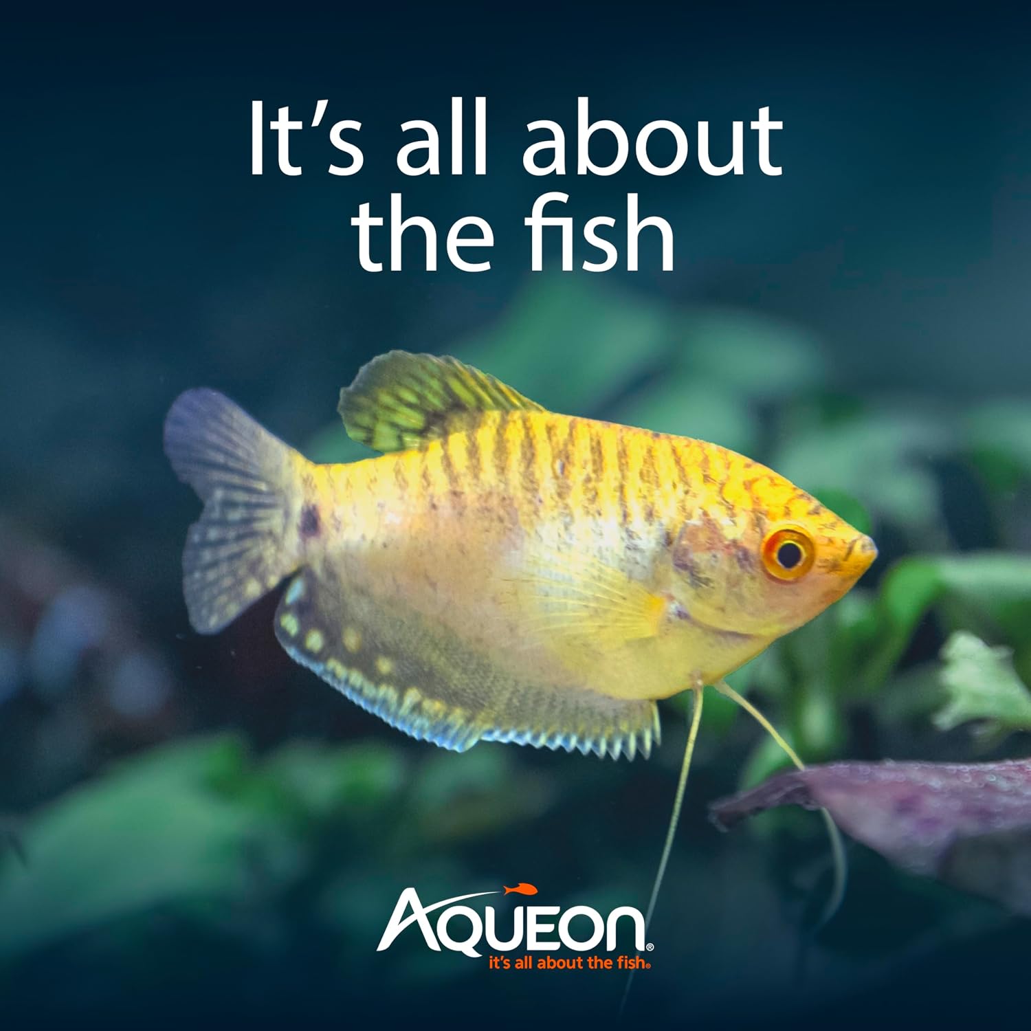 Aqueon Aquarium Fish Tank Starter Kit with LED Lighting 10 Gallon Fish Tank
