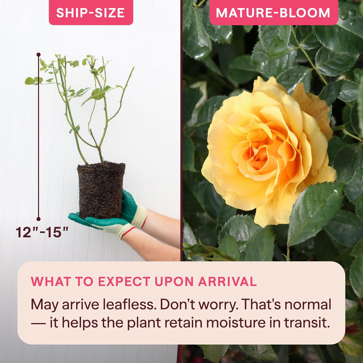 Heirloom Floribunda Roses, Live Own Root Plant, Julia Child™ | Moderately Fragrant, Hardiness Zones: 6-10, Continual Blooming,For Outdoor Gardens, Planters, and Pots