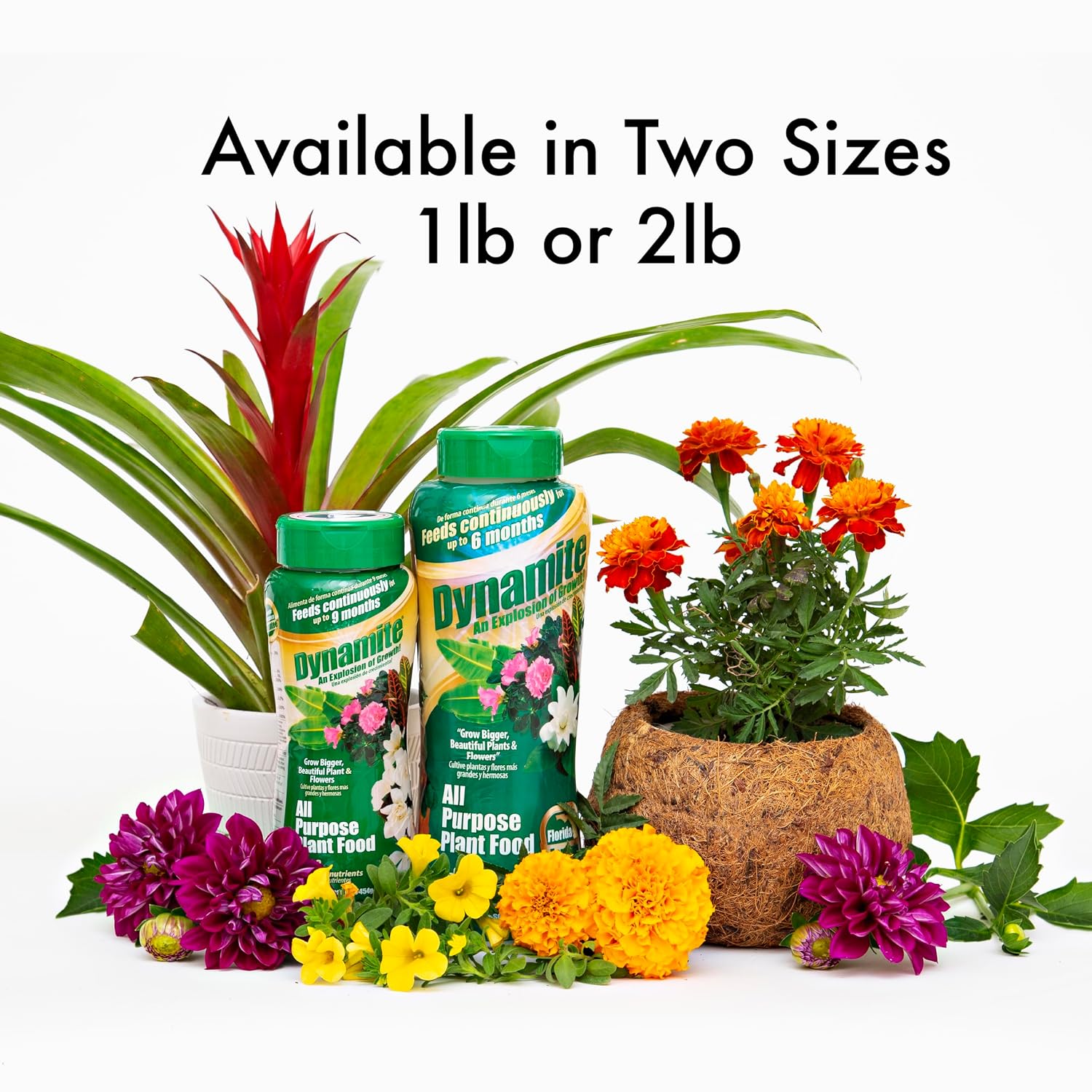 BLACK (GOLD) KOW Dynamite 2 lb All Purpose 9 Month Plant Food-(887763) | Provides 9 months of continuous feeding, contains essential micronutrients