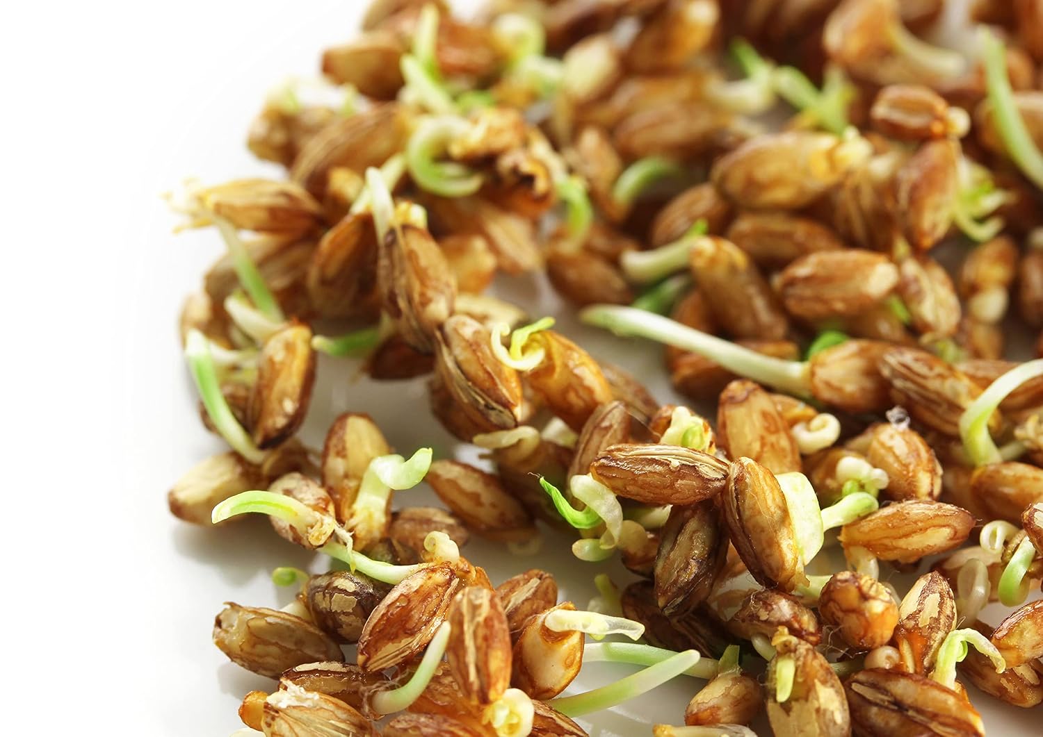 Food to Live Hard Red Wheat Berries, 3 Pounds – Sprouting for Wheatgrass, Kosher, Raw, Vegan, Bulk