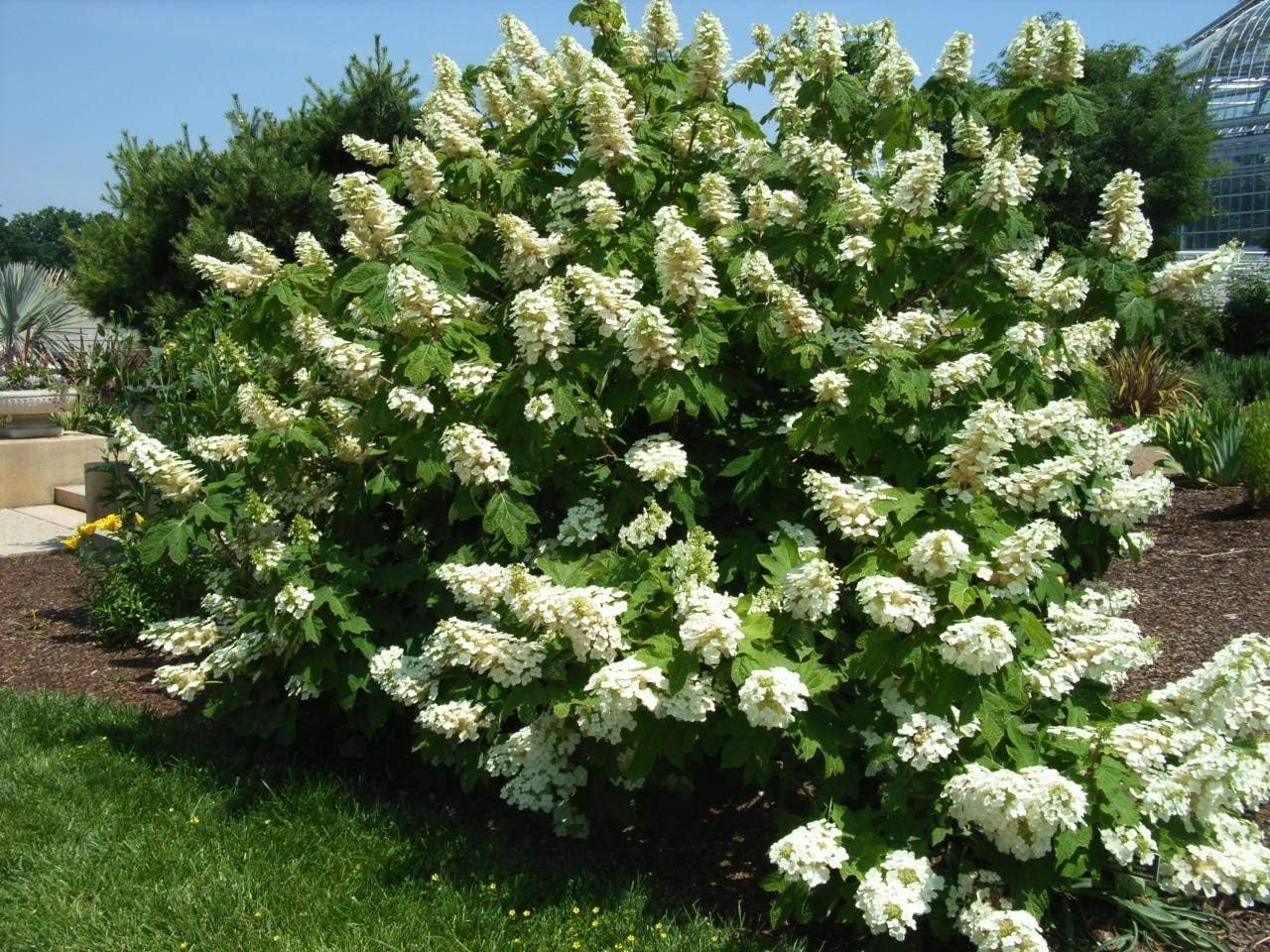 Unique Hydrangea Paniculata - Live Plant Shipped 2 Feet Tall by DAS Farms