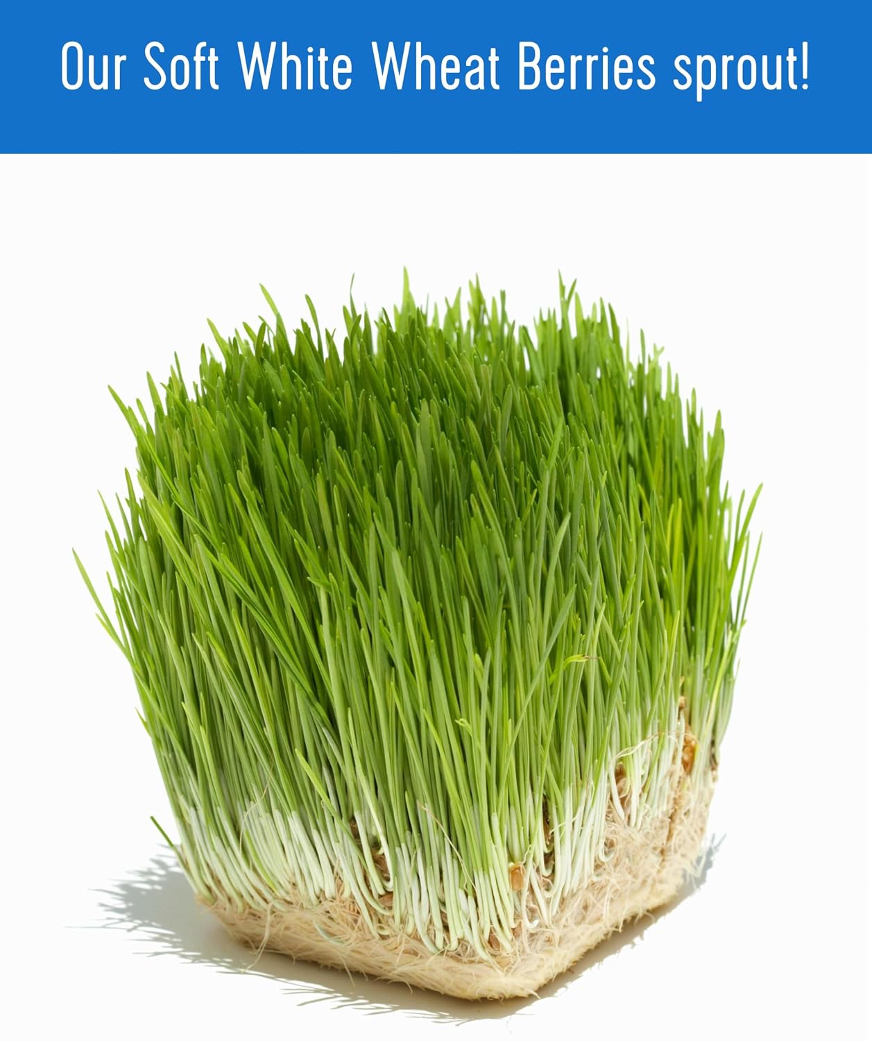Palouse Brand Certified Glyphosate Residue Free Soft White Wheat Berries | 25 LBS Bulk | Family Farmed in Washington State | Sproutable | Non-GMO Project Verified | Kosher