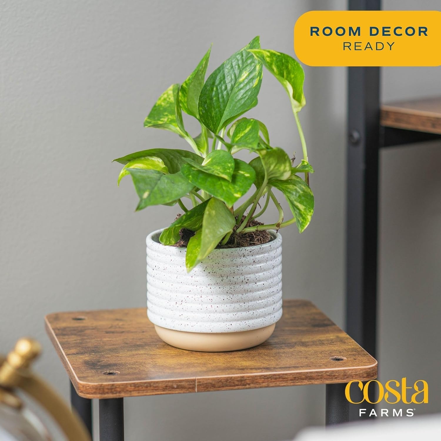 Costa Farms Golden Pothos, Live Indoor Plant, Trailing Vine, Air Purifying | Fast-growing trailing vine, one of the easiest to grow. Great indoor houseplant. Ideal housewarming or birthday gift.