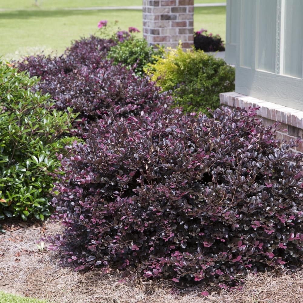 Plum Delight Loropetalum (Chinese Fringe) - Live Plant - (1 QT)