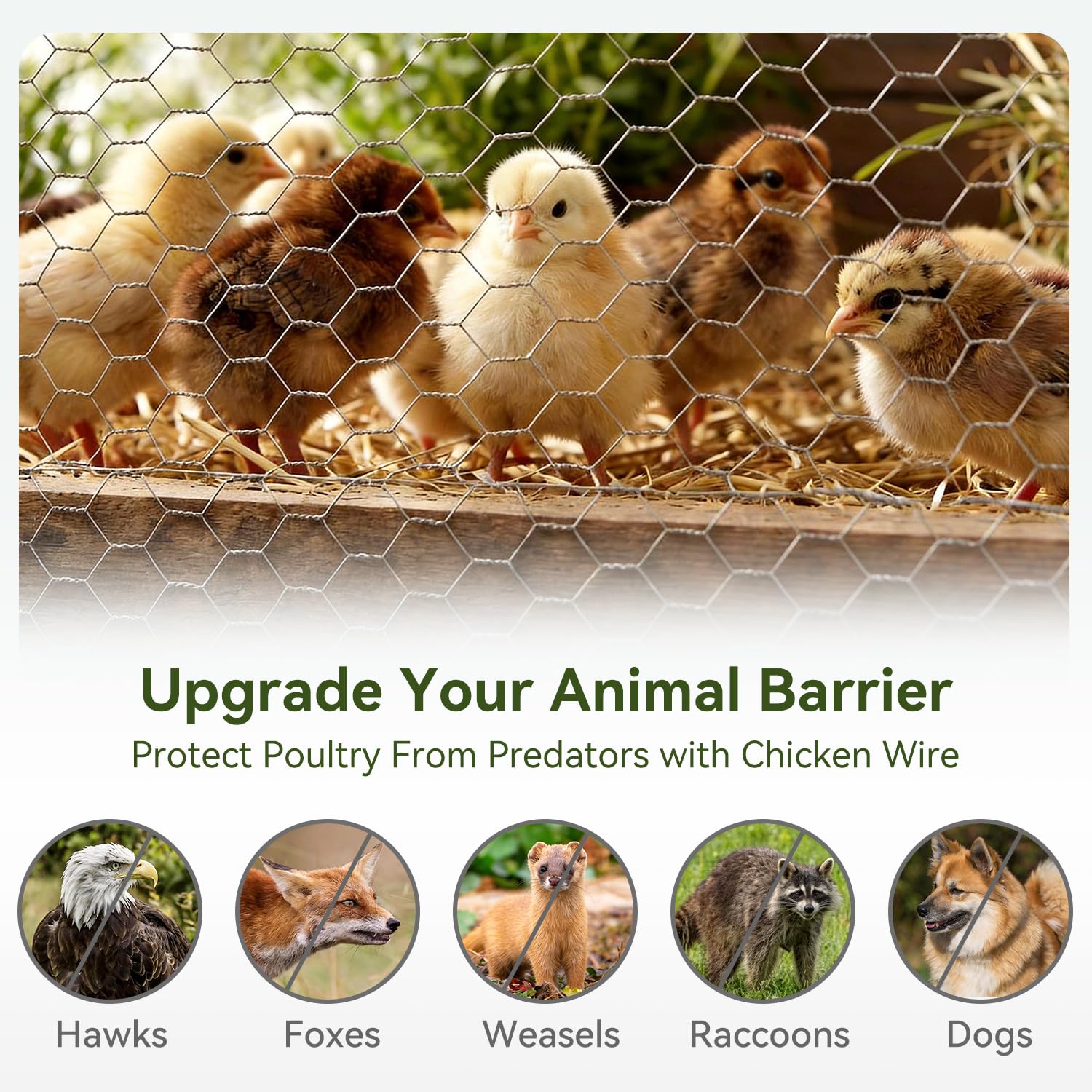 Amagabeli Chicken Wire Fencing Poultry Wire Netting 36inch x 50ft 2 Inch Hexagonal Galvanized Mesh Garden Fence Animal Barrier for Garden Protection Craft Rabbit Cage Dog Roll Chicken Coop Accessories