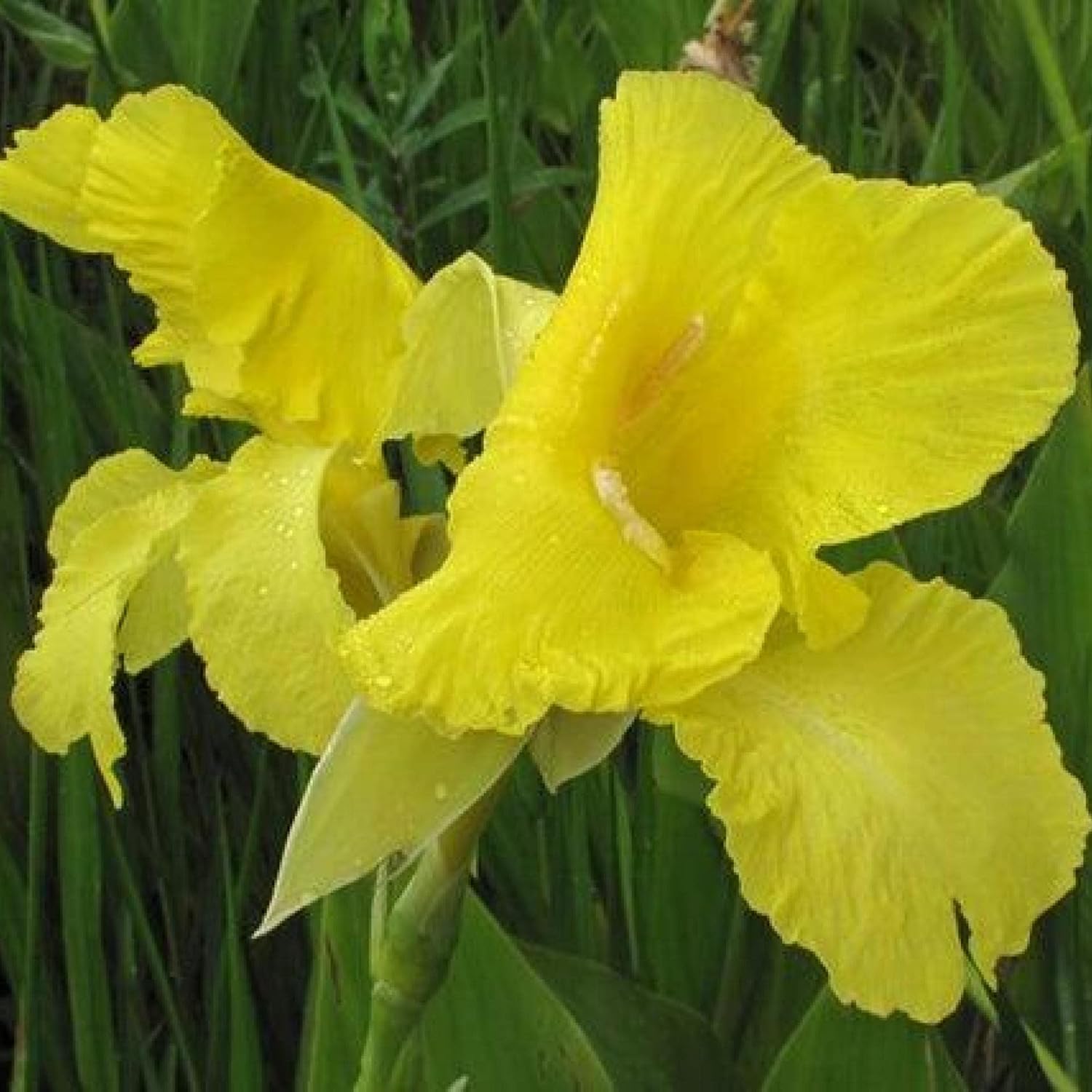 ‘Black Magic’ Taro, a Great Live Pond Plant for Your Water Garden. Filters The koi and Goldfish Pond. Good for Bogs