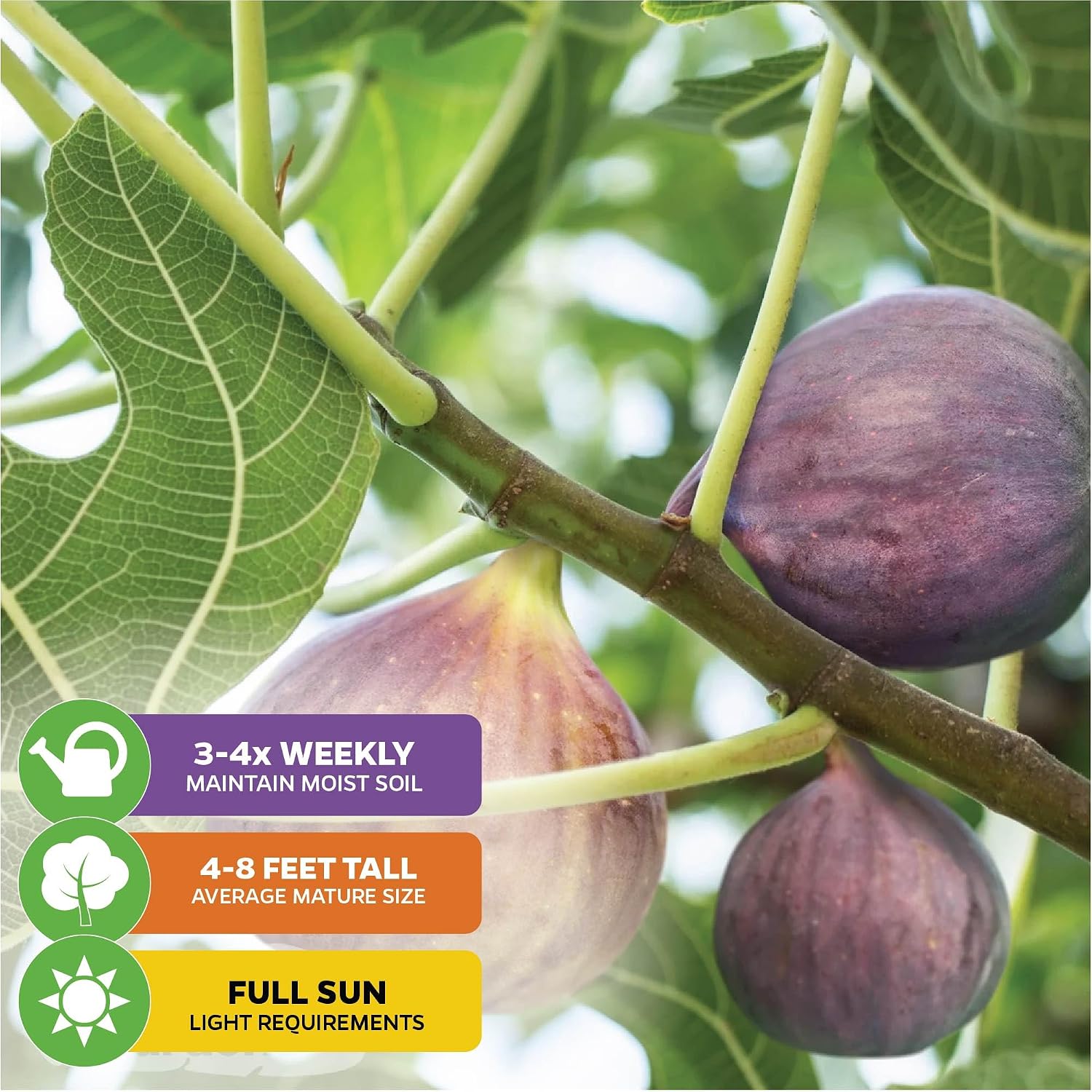 Olympian Fig Tree Live Plant - Ficus carica by Wellspring Gardens - Starter Plant Ideal for Gardens & Containers - Great for Indoor Houseplants, Outdoor Landscaping & Garden Planting