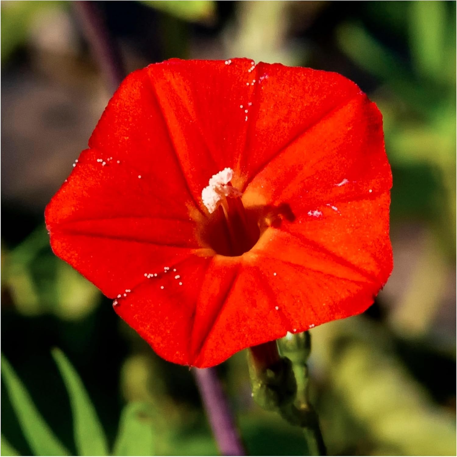 Seed Needs Cardinal Climber Seeds to Plant Red Flowering Vines 2 Packs