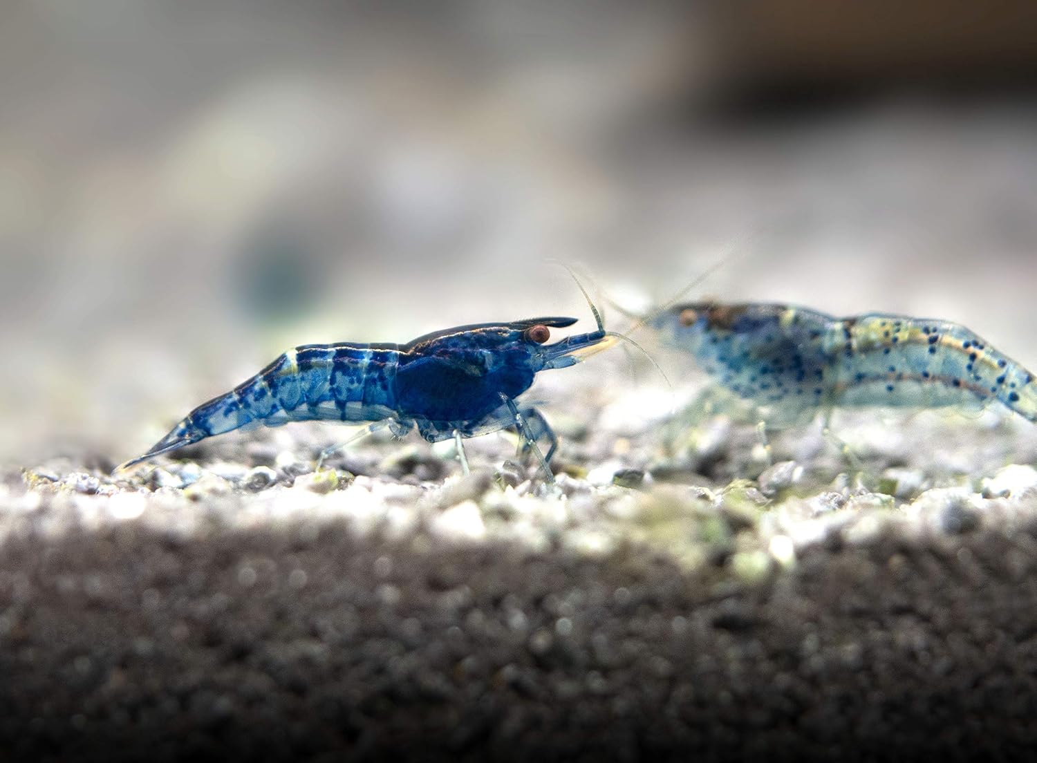 5 Live Freshwater Dream Blue Velvet Shrimp (Neocaridina davidi) - Breeding Age Adults at 1/2 to 1 Inch Long