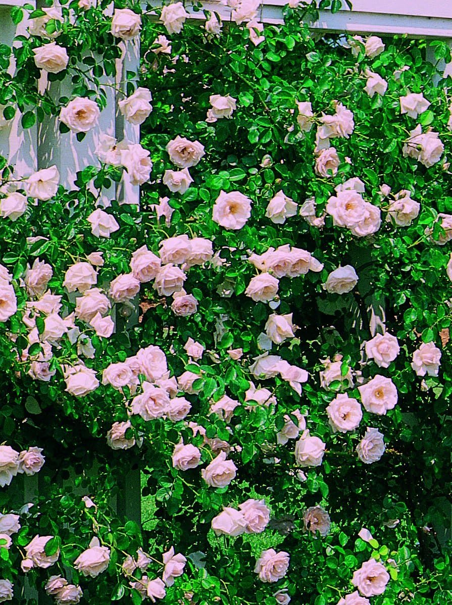 Rosa X Purple Pavement (Rose) Rose, purple flowers, #3 - Size Container