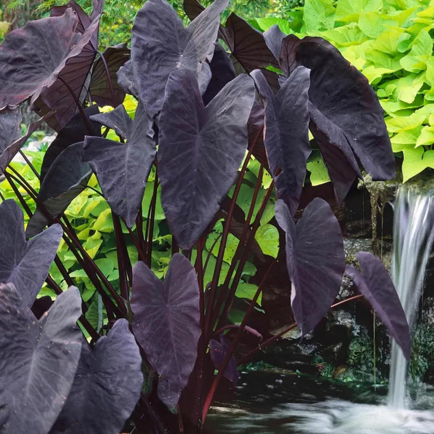 ‘Black Magic’ Taro, a Great Live Pond Plant for Your Water Garden. Filters The koi and Goldfish Pond. Good for Bogs