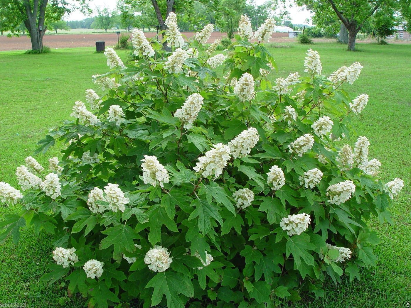 Oakleaf Hydrangea Seed - Hydrangea Quercifolia, 1000 Seeds | Showy Fall Color, Hardy to Zone 5, Native Plant from United States, Outdoor Usage