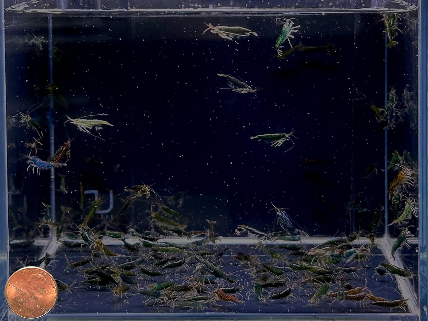 Green Jade Shrimp - 6 pack