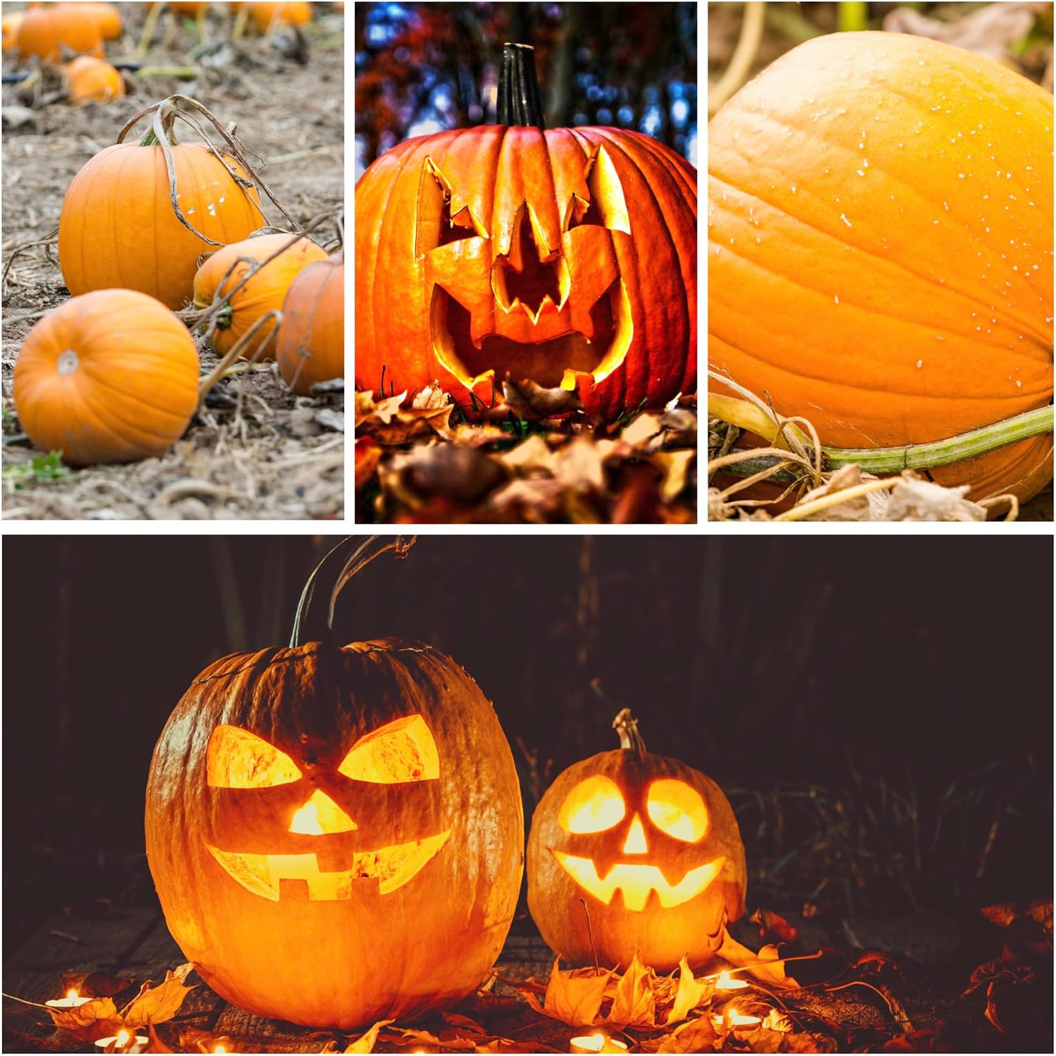 Seed Needs Pumpkin Seeds to Plant 100 Seeds Spooky Mix Non GMO Bulk Pack