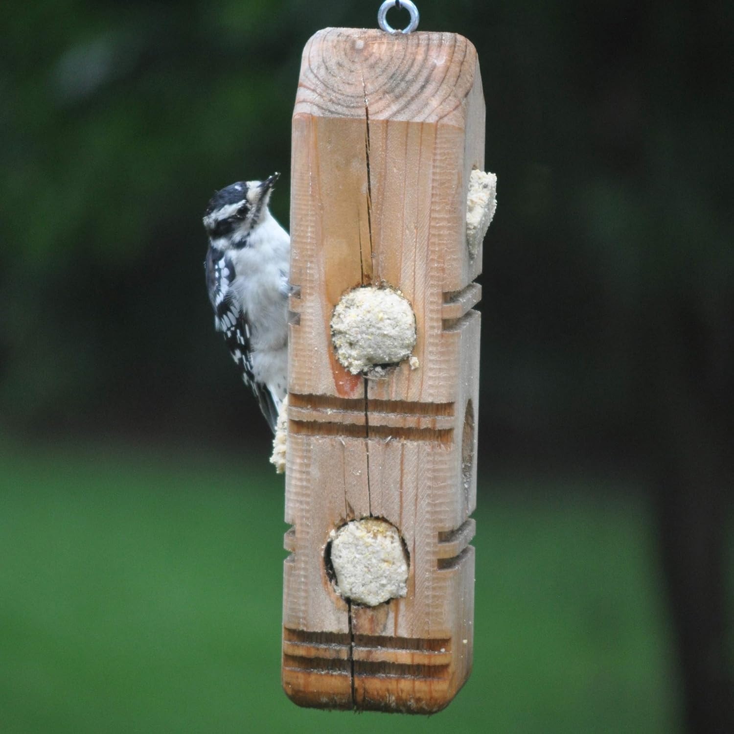 C&S Peanut Delight No Melt Suet Dough Plugs, Suet Plugs for Wild Birds, 12 Oz, 4 Count