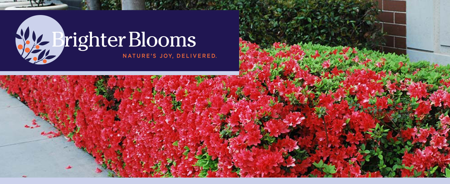 Brighter Blooms. Nature's Joy, Delivered. Autumn Fire Encore Azalea.