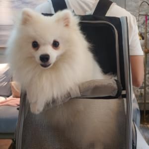 dog backpack