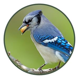 lyric, bird seed, bird food, wild bird seed, peanut pieces, peanuts for birds, peanuts, bird peanuts