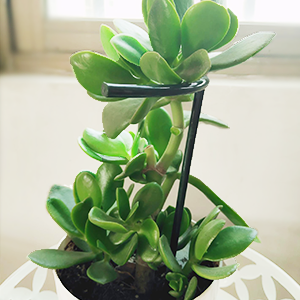 plant support plant stakes small plant support