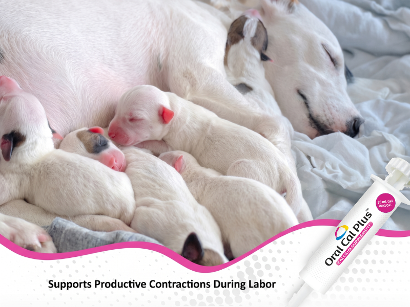 Dog nursing newborn puppies with OralCal Plus supplement shown; supports comfort during labor.
