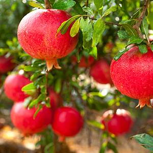 Salavatski Pomegranate Tree