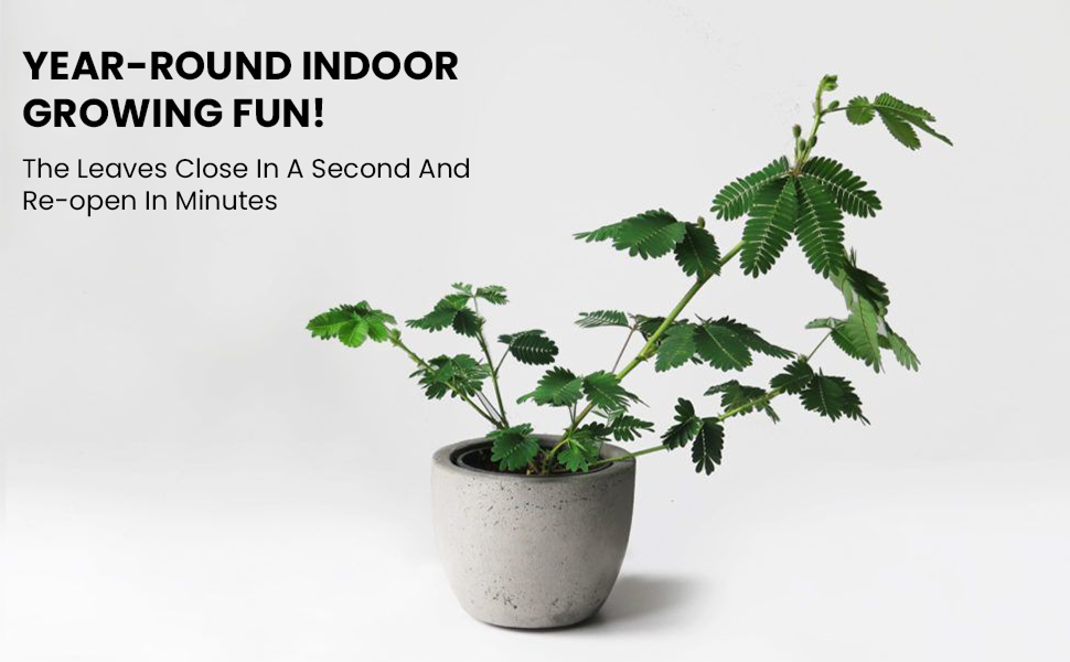When Touched! Indoor Plant Seeds &amp;amp; Educational STEM Activity