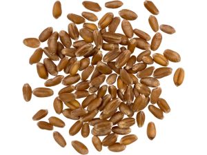 red winter wheat berries