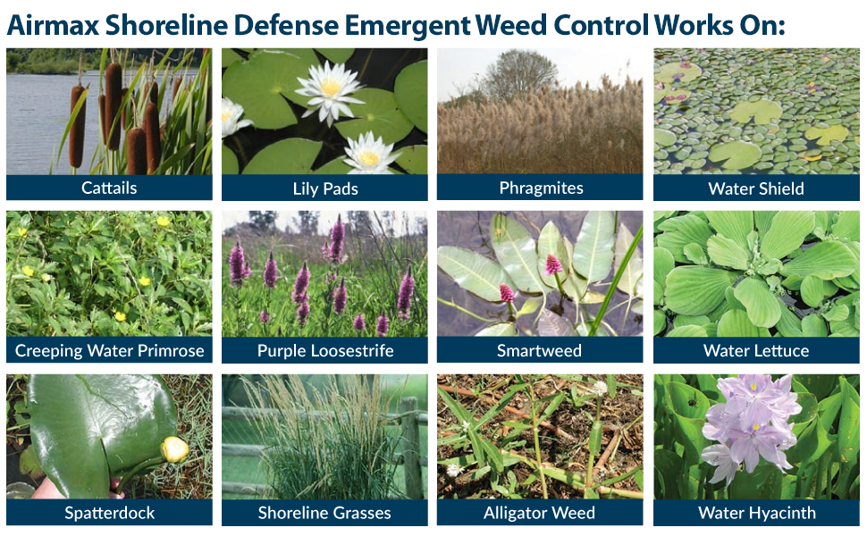Weeds treated