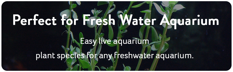 10 species plants package for fresh water aquariums