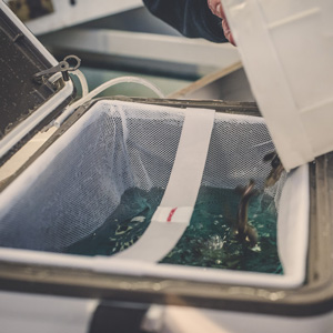Live Bait Net