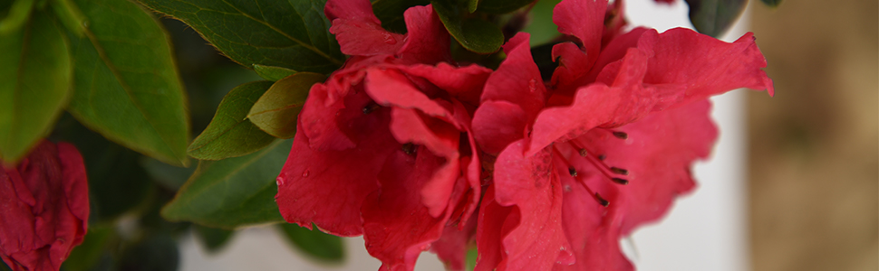 Red Ruffle Azalea