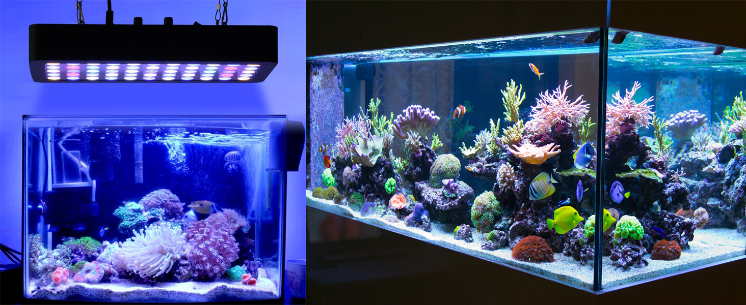 aquarium lamp