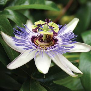 A bee collects pollen from a colorful passion flower on a green healthy vine.