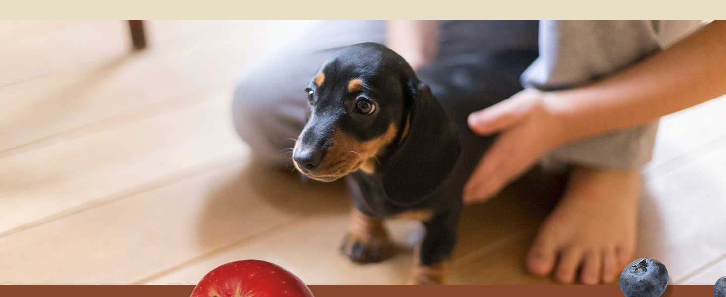 Image of dog by owner